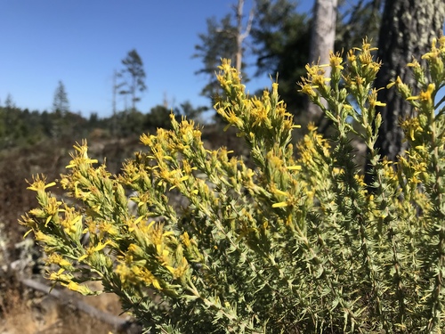Ericameria ericoides (California Goldenbush) (alternate view 2)