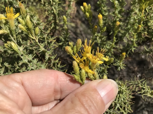 Ericameria ericoides (California Goldenbush) (alternate view 3)