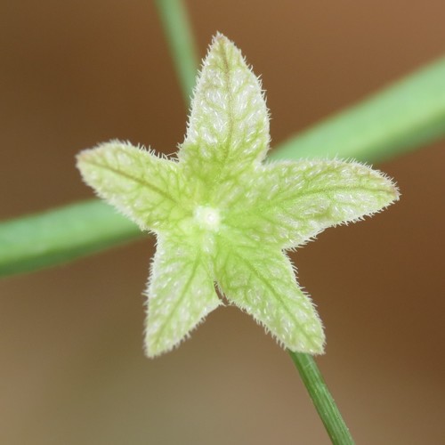Mirabilis (four o'clocks)