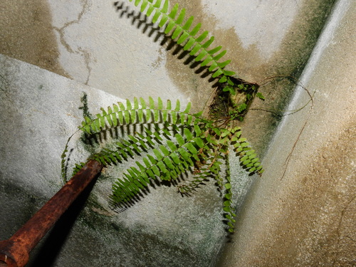 Nephrolepis cordifolia (Fishbone Fern)