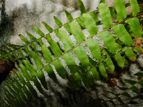 Nephrolepis cordifolia (Fishbone Fern)