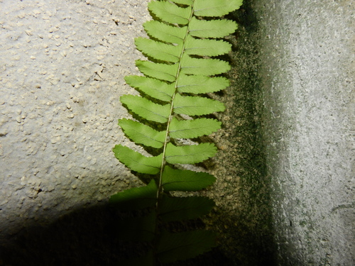 Nephrolepis cordifolia (Fishbone Fern)