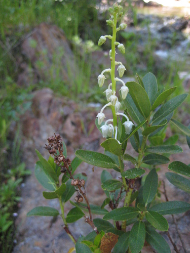 Leucothoe