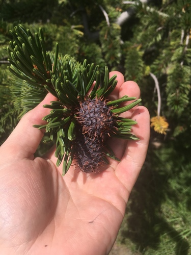 Pinus aristata (Bristlecone Pine) (alternate view 4)