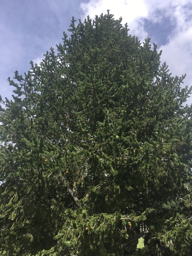Pinus aristata (Bristlecone Pine) (alternate view 3)