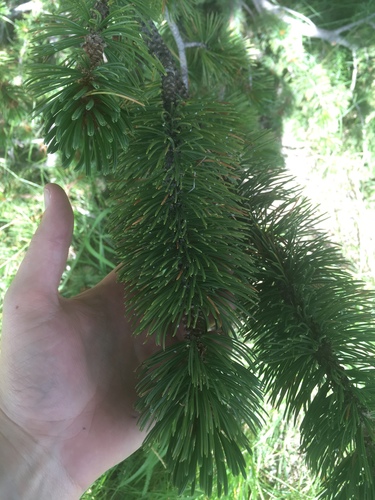 Pinus aristata (Bristlecone Pine) (alternate view 5)