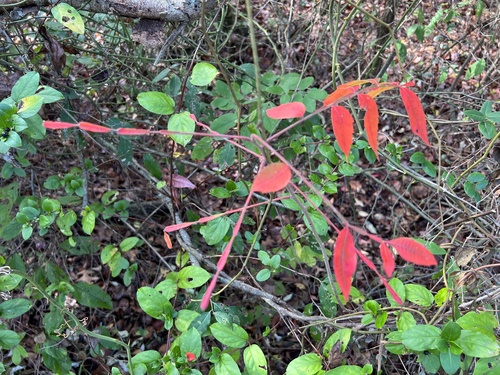 Rhus copallinum (shining sumac)