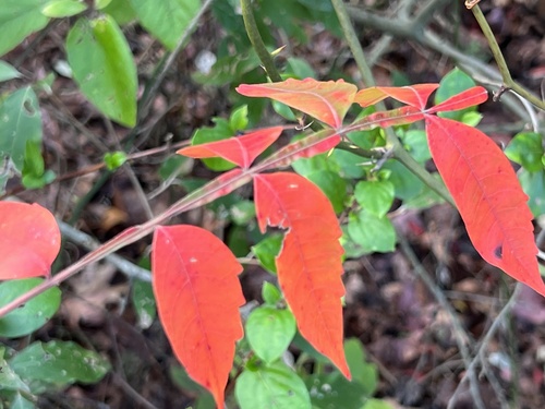 Rhus copallinum (shining sumac)