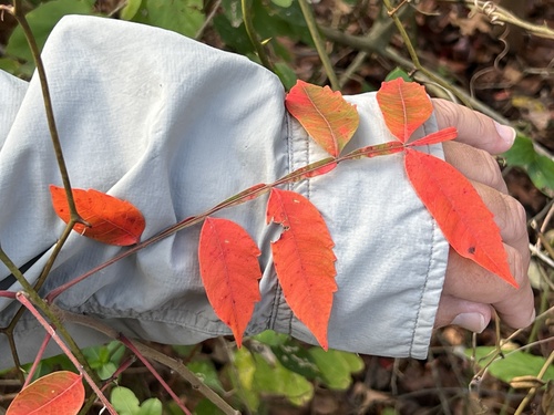 Rhus copallinum (shining sumac)