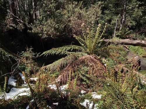 Dicksonia antarctica (man fern) (alternate view 6)