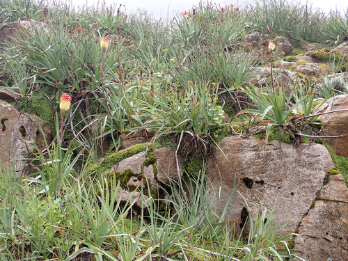 Kniphofia (Pokers) (alternate view 7)