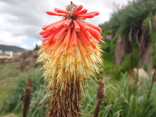 Kniphofia (Pokers) (alternate view 6)