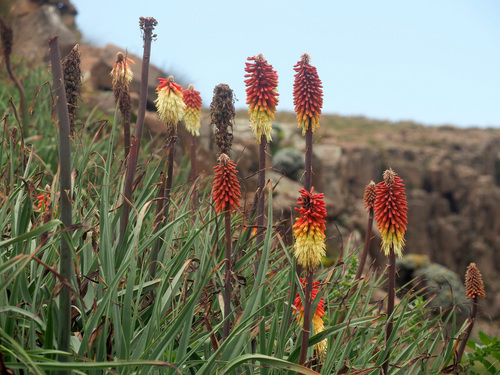 Kniphofia (Pokers) (alternate view 5)