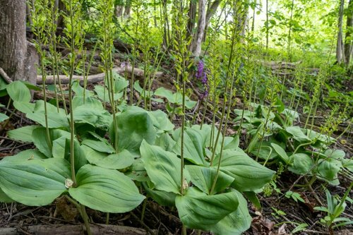 Neottia ovata (Common Twayblade)