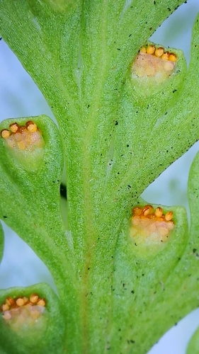 Davallia (rabbit's foot ferns) (alternate view 4)
