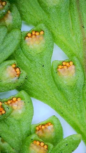 Davallia (rabbit's foot ferns) (alternate view 6)