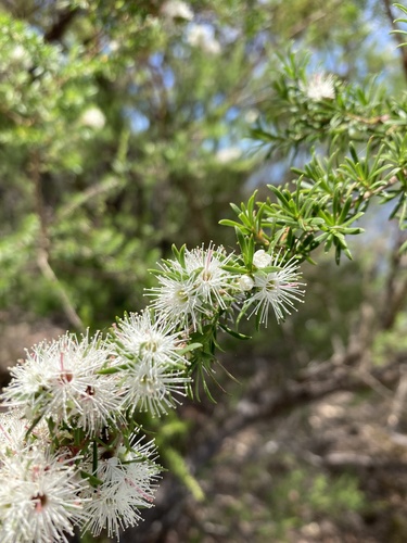 Kunzea ambigua (Butterfly Bush) (alternate view 3)