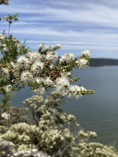 Kunzea ambigua (Butterfly Bush) (alternate view 4)