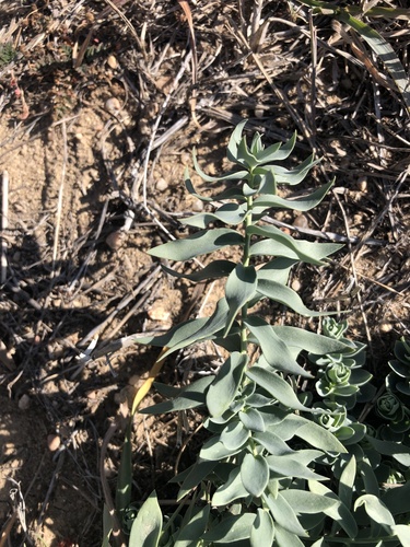 Linaria dalmatica (Balkan toadflax) (alternate view 2)