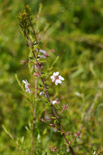 Bauera rubioides (River Rose) (alternate view 5)
