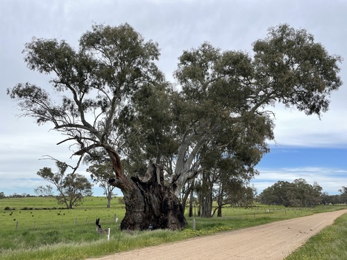 Eucalyptus camaldulensis (River Red Gum) (alternate view 9)