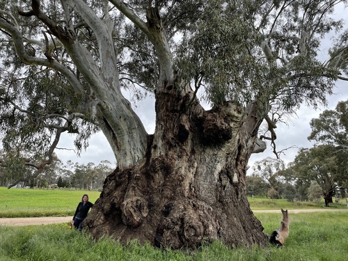Eucalyptus camaldulensis (River Red Gum) (alternate view 8)