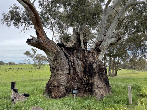Eucalyptus camaldulensis (River Red Gum) (alternate view 10)