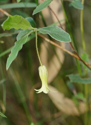 Billardiera mutabilis (Common Apple-berry)