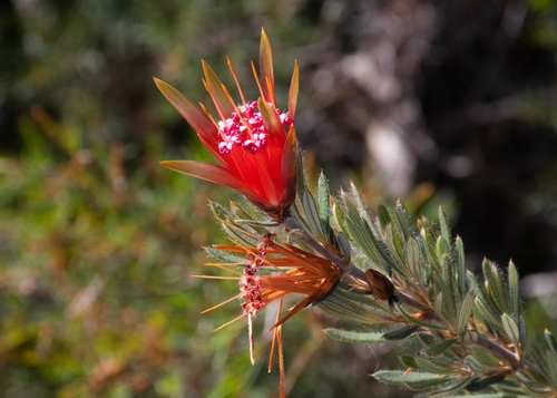 Lambertia formosa (Mountain Devil) (alternate view 8)