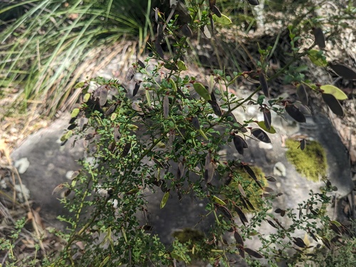 Bossiaea obcordata (Spiny Bossiaea) (alternate view 4)