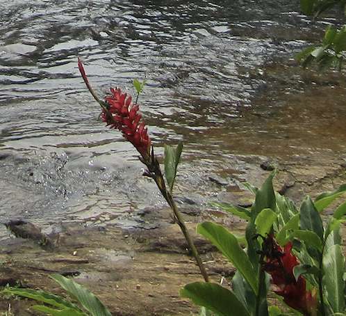 Alpinia purpurata (Red Ginger) (alternate view 5)
