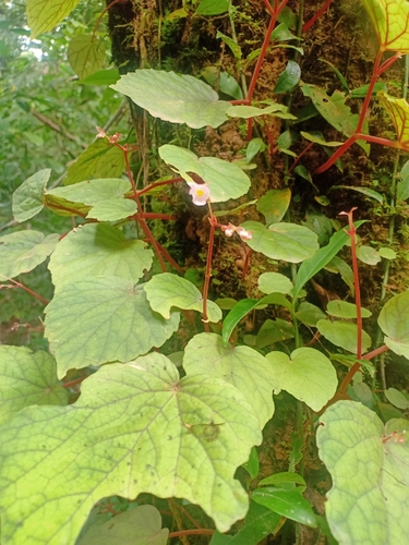 Begonia grandis ssp. (Hardy Begonia)