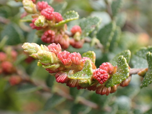 Nothofagus cunninghamii (Myrtle Beech) (alternate view 2)