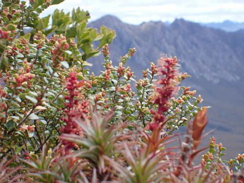 Nothofagus cunninghamii (Myrtle Beech)