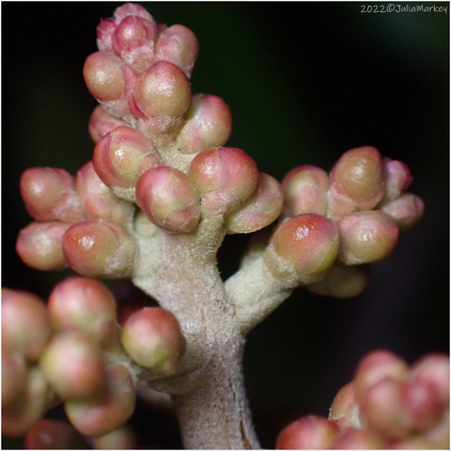 Rhus integrifolia (lemonade berry)