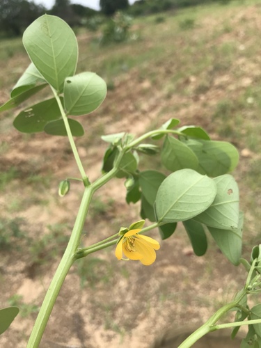 Senna obtusifolia (American Sicklepod) (alternate view 3)