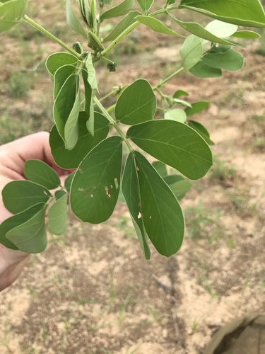 Senna obtusifolia (American Sicklepod) (alternate view 4)