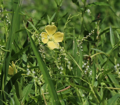 Ludwigia octovalvis (Mexican Primrose-willow) (alternate view 5)