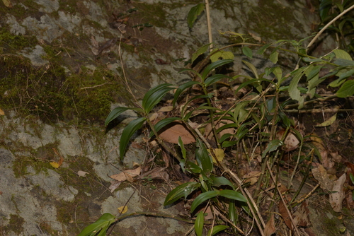Dendrobium kingianum (pink rock orchid)