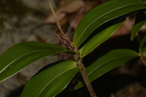 Dendrobium kingianum (pink rock orchid) (alternate view 2)