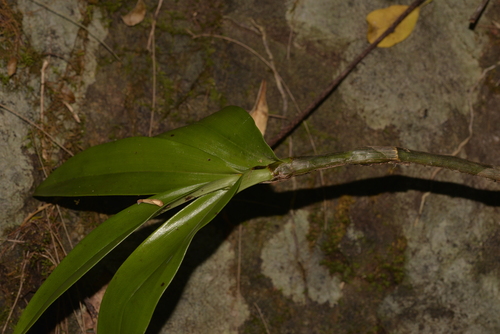 Dendrobium kingianum (pink rock orchid) (alternate view 3)