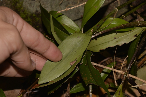 Dendrobium kingianum (pink rock orchid) (alternate view 4)