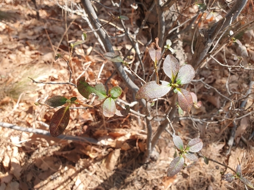 Rhododendron mucronulatum (Korean azalea) (alternate view 5)