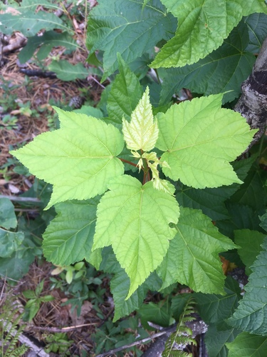 Acer pensylvanicum (striped maple)
