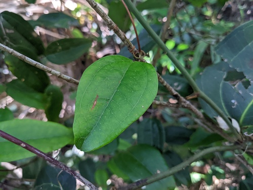 Smilax glyciphylla (Sweet Sarsaparilla)