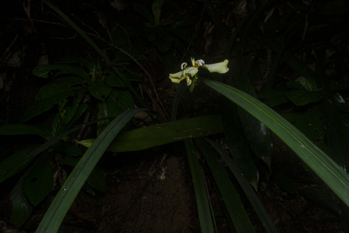 Trimezia (Walking Irises) (alternate view 10)