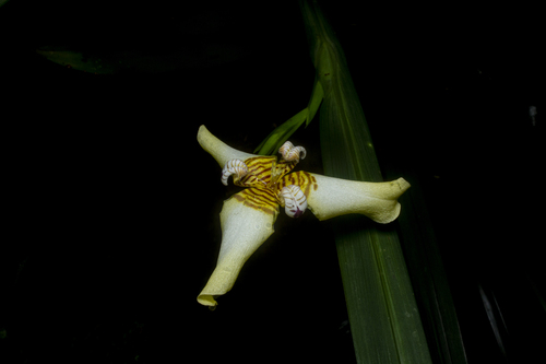Trimezia (Walking Irises) (alternate view 11)