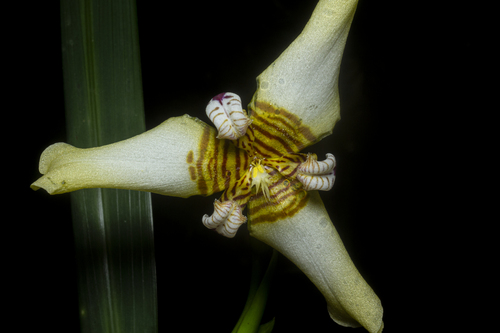 Trimezia (Walking Irises) (alternate view 9)