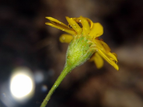 Thymophylla pentachaeta (Parralena)