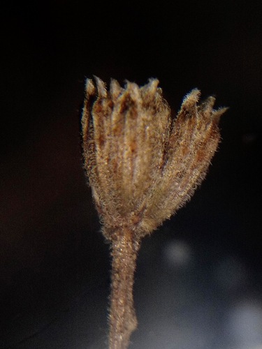 Thymophylla pentachaeta (Parralena) (alternate view 3)